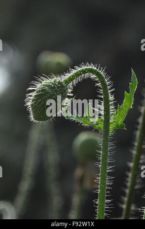 A Beautiful Greenish Color Poppy (Papaver oideae) bud with green color background in my small garden Noida, Uttar Pradesh, India Stock Photo