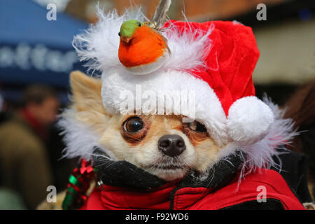 London, UK. 13th December 2015. Ollie the Chihuahua at the All Dogs Matter Santa Paws Christmas Fair where dogs dressed up in their finest Xmas costumes at the Garden Gate Pub iin Hampstead Heath, London. The fair is hosted each year by the charity which finds homes for dogs. Actress Michelle Collins, who is a patron of the charity, was also at the event with her dog Humphrey. Credit:  Paul Brown/Alamy Live News Stock Photo