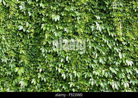 A green background from a hedge Stock Photo