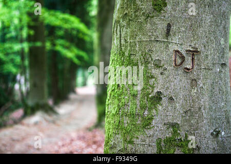 Initials DJ carved into a beech tree in English woodland. Stock Photo