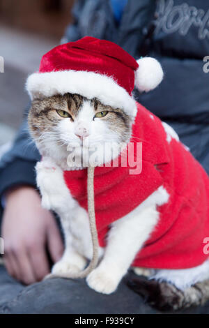 Christmas Cat In Santa Hat On White Background Stock Photo Alamy