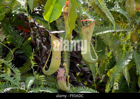 Nepenthes in the Borneo island Stock Photo