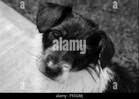 Mixed breed dog looking up at camera Stock Photo