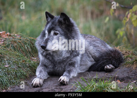 Grey wolf (Canis lupus) in Canadian Wilds zoo exhibit Stock Photo