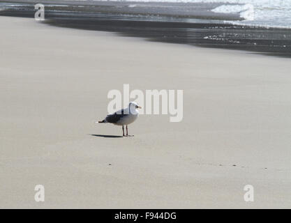 Seagull on a sandy beach as the tide comes in - Coumeenoole beach, Dingle, County Kerry, Ireland, a beach on the Wild Atlantic Way.. Stock Photo