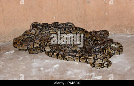 Royal Sheba pythons in small room at vodun (voodoo) Python Temple, Ouidah, Benin Stock Photo