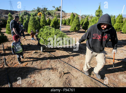 Los Angeles, USA. 12th Dec, 2015. A worker hauls a freshly cut Christmas tree for customers at a Christmas tree farm in Los Angeles, the United States, Dec. 12, 2015. © Zhao Hanrong/Xinhua/Alamy Live News Stock Photo