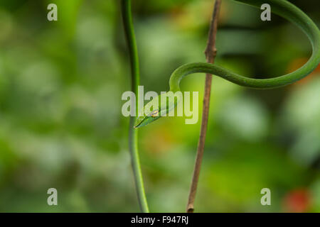 The Common Vine Snake (Ahaetulla nasuta), is a slender green tree snake found in India Stock Photo
