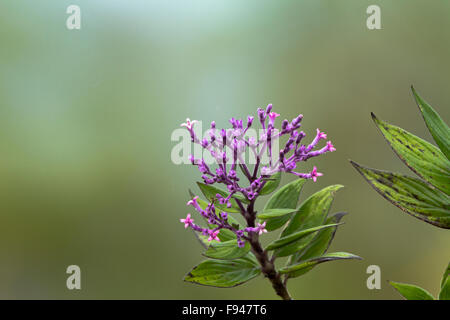 Violet forest flower Stock Photo