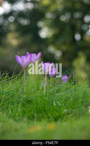 Colchicum speciosum 'Huxley'. Autumn flowering crocus Stock Photo