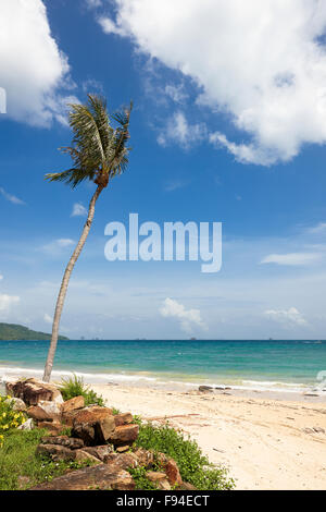 Lone palm tree on the wind. Klong Muang Beach, Krabi Province, Thailand. Stock Photo