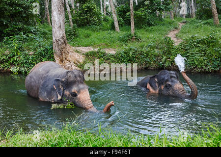 Elephants bathing in a river at elephant camp near Ao Nang town. Krabi Province, Thailand. Stock Photo