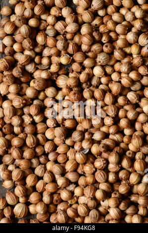 Organic Dried coriander seeds (Coriandrum sativum) top view Stock Photo