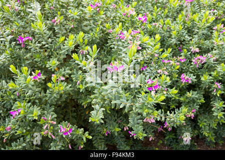 Polygala myrtifolia - Myrtle-leaf Milkwort (Sweet Pea Shrub) is an evergreen flowering shrub with flowers resembling those of th Stock Photo