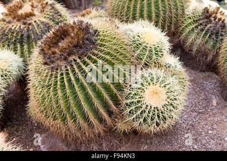 Echinocactus grusonii, popularly known as the golden barrel cactus, golden ball or, amusingly, mother-in-law's cushion, is a wel Stock Photo