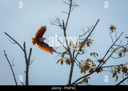 A brahminy kite (Haliastur indus) flying above lowland forest of Kutai National Park, seen from Sangatta river in East Kalimantan, Indonesia. Stock Photo