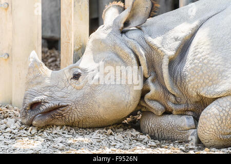 Rhinoceros With Horn Resting Head Portrait Stock Photo
