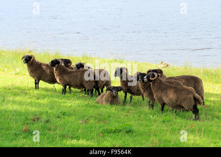 Flock of Scottish Black Faced Sheep standing at the edge of a loch in Scotland Stock Photo