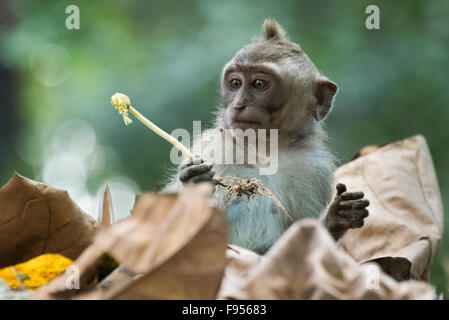 Crab Eating Macaque (Macaca fascicularis) baby with food stalk Stock Photo