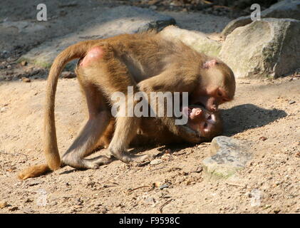 Aggressive young male African Hamadryas baboons (Papio hamadryas)  roughhousing  and fighting Stock Photo