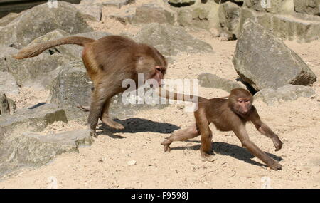 Aggressive young male African Hamadryas baboons (Papio hamadryas)  chasing a spirited youngster Stock Photo