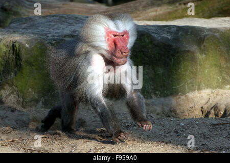 Aggressive male African Hamadryas baboon (Papio hamadryas)  running towards an opponent Stock Photo