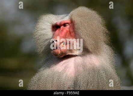 Aggressive male African Hamadryas baboon (Papio hamadryas)  growling Stock Photo