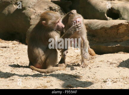 Aggressive young male African Hamadryas baboons (Papio hamadryas)  playing and fighting Stock Photo