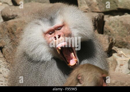 Aggressive male African Hamadryas baboon (Papio hamadryas)  growling, mouth wide open, teeth bared Stock Photo