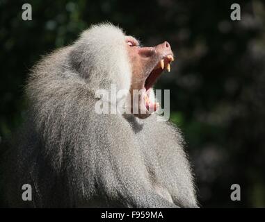 Aggressive male African Hamadryas baboon (Papio hamadryas)  growling Stock Photo