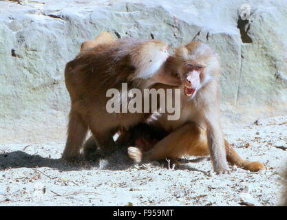 Aggressive young male African Hamadryas baboons (Papio hamadryas)  playing and fighting Stock Photo