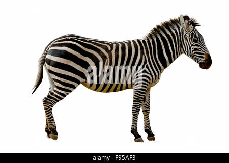 Wild zebra isolated on white background Stock Photo