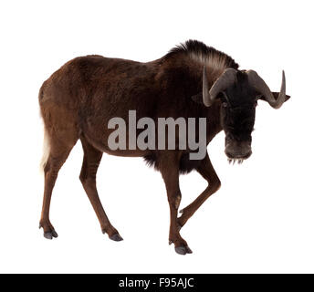 white-tailed gnu (Connochaetes gnou). Isolated over white background Stock Photo