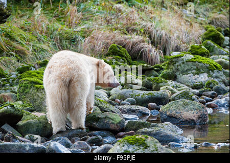 Kermode 'Spirit' Bear, ursus americanus kermodei, Great Bear Rainforest, British Columbia Stock Photo