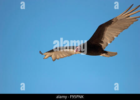 Turkey Vulture (Cathartes aura) flying in the sky Stock Photo