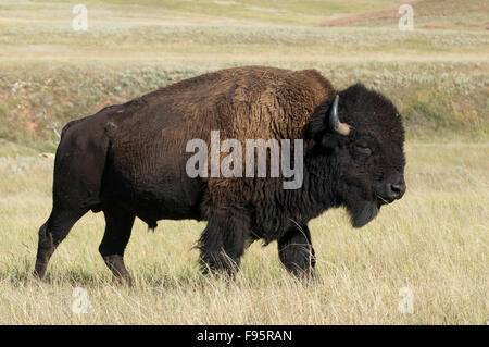 Closeup of American Bison bull walking in tall grass plains of Custer State Park, South Dakota, USA, (Bison bison) Stock Photo