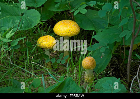 Mushrooms growing on forest floor, (Amanita muscaria), or fly agaric, Northern Ontario, Canada. Stock Photo