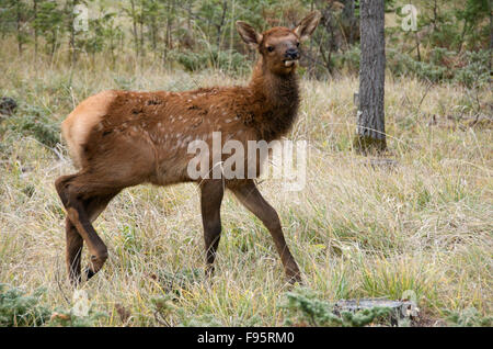 Wild Calf elk or wapiti (Cervus canadensis),  Jasper National Park, Alberta, Canada Stock Photo