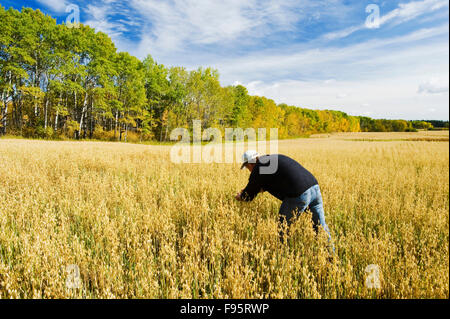 a farmer scouts a maturing oat field near Grandview, Manitoba, Canada Stock Photo