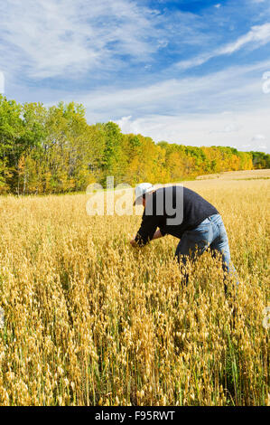 a farmer scouts a maturing oat field near Grandview, Manitoba, Canada Stock Photo