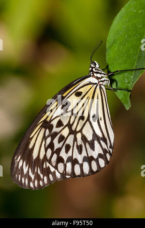 Large Tree Nymph Butterfly, (Idea leuconoe), ventral view, Southeast Asian origin. Stock Photo