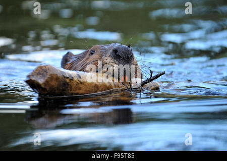 A close up image of a beaver's face as he carries a stick in his mouth ...