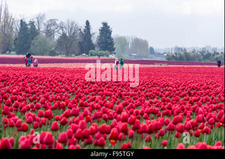 Commercial Tulip farm near La Conner during anual Tulip Festival in April and May, La Conner, Washington, USA Stock Photo