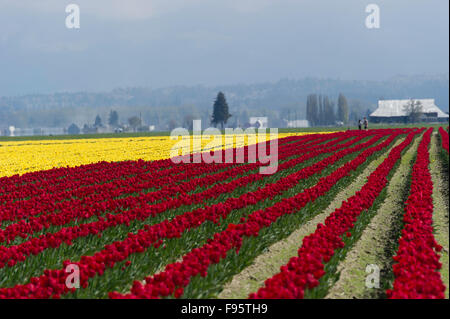 Commercial Tulip farm near La Conner during anual Tulip Festival in Skagit Valley April and May, La Conner Washington.USA Stock Photo