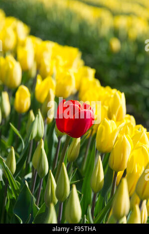 Commercial Tulip farm near La Conner during anual Tulip Festival in Skagit Valley April and May, La Conner Washington.USA Stock Photo