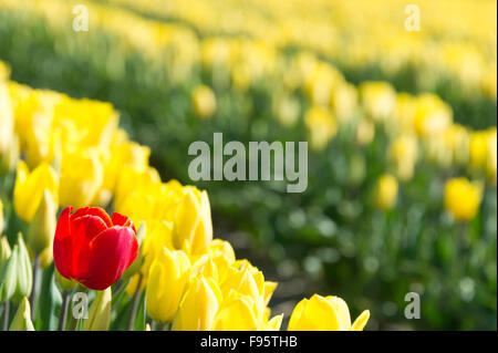 Commercial Tulip farm near La Conner during anual Tulip Festival in Skagit Valley April and May, La Conner Washington.USA Stock Photo