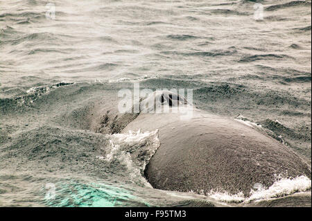(Megaptera novaeangliae) Humpback Whale spouting, Witless Bay Ecological Reserve, Newfoundland, Canada Stock Photo