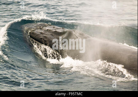 Humpback Whale spouting, (Megaptera novaeangliae) Witless Bay Ecological Reserve, Newfoundland, Canada Stock Photo