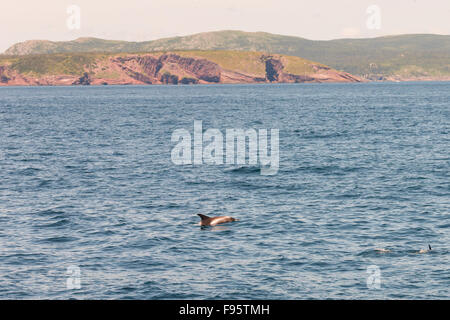 Whitebeaked Dolphin,  (Lagenorhynchus albirostris),  Witless Bay Ecological Reserve, Newfoundland, Canada Stock Photo