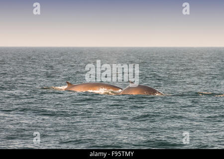 Minke Whale, (Balaenoptera acutorostrata), off Grand Manan Island, Bay of Fundy, New Brunswick, Canada Stock Photo